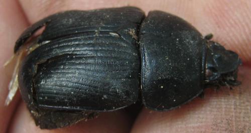 Geotrupes stercorarius